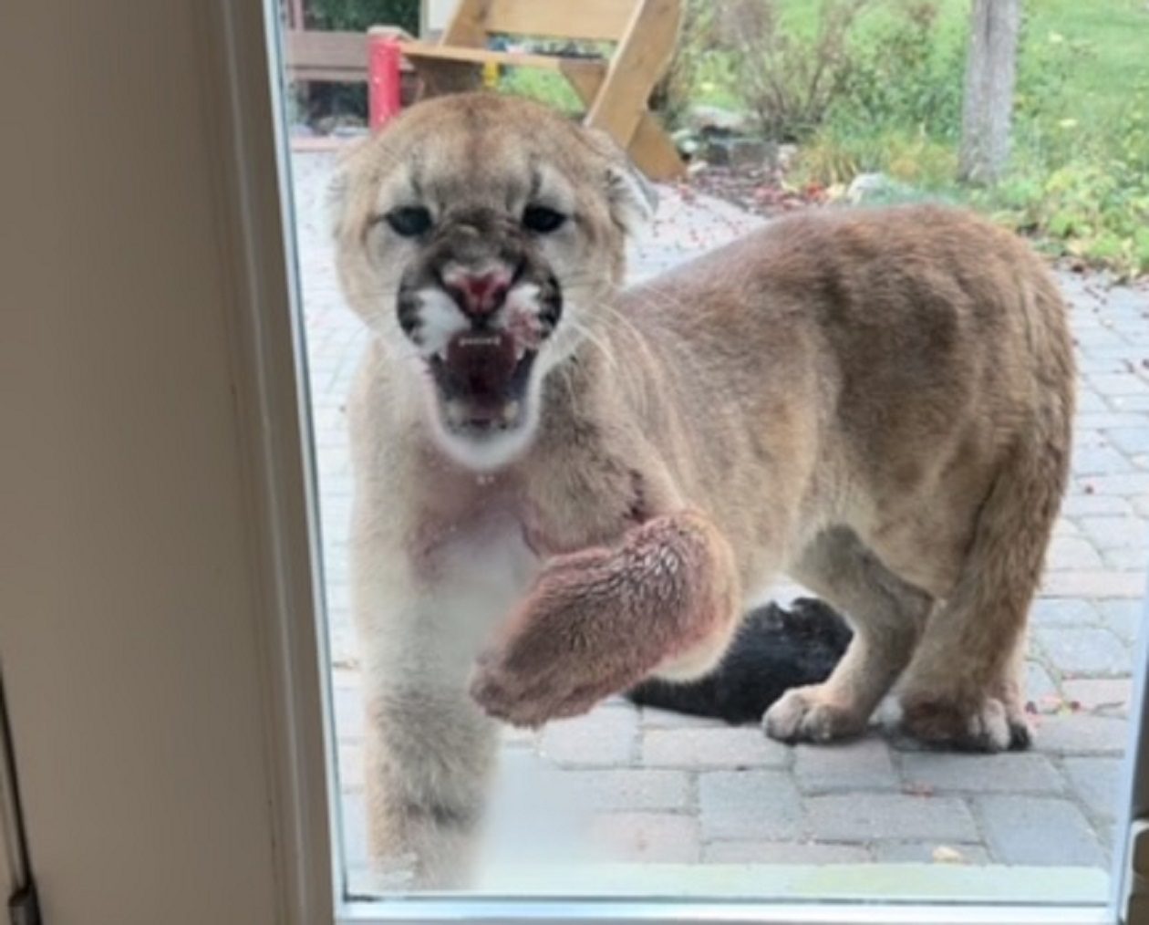 Young Cougar Kills Alberta Family’s Cat, Hisses And Paws At Them Through Window
