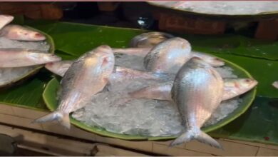Bangladesh Reverses Ban On Hilsa Fish Export To India Ahead Of Durga Puja