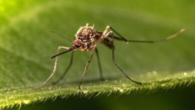 Karnataka Declares Dengue An Epidemic, To Fine House, Shop Owners