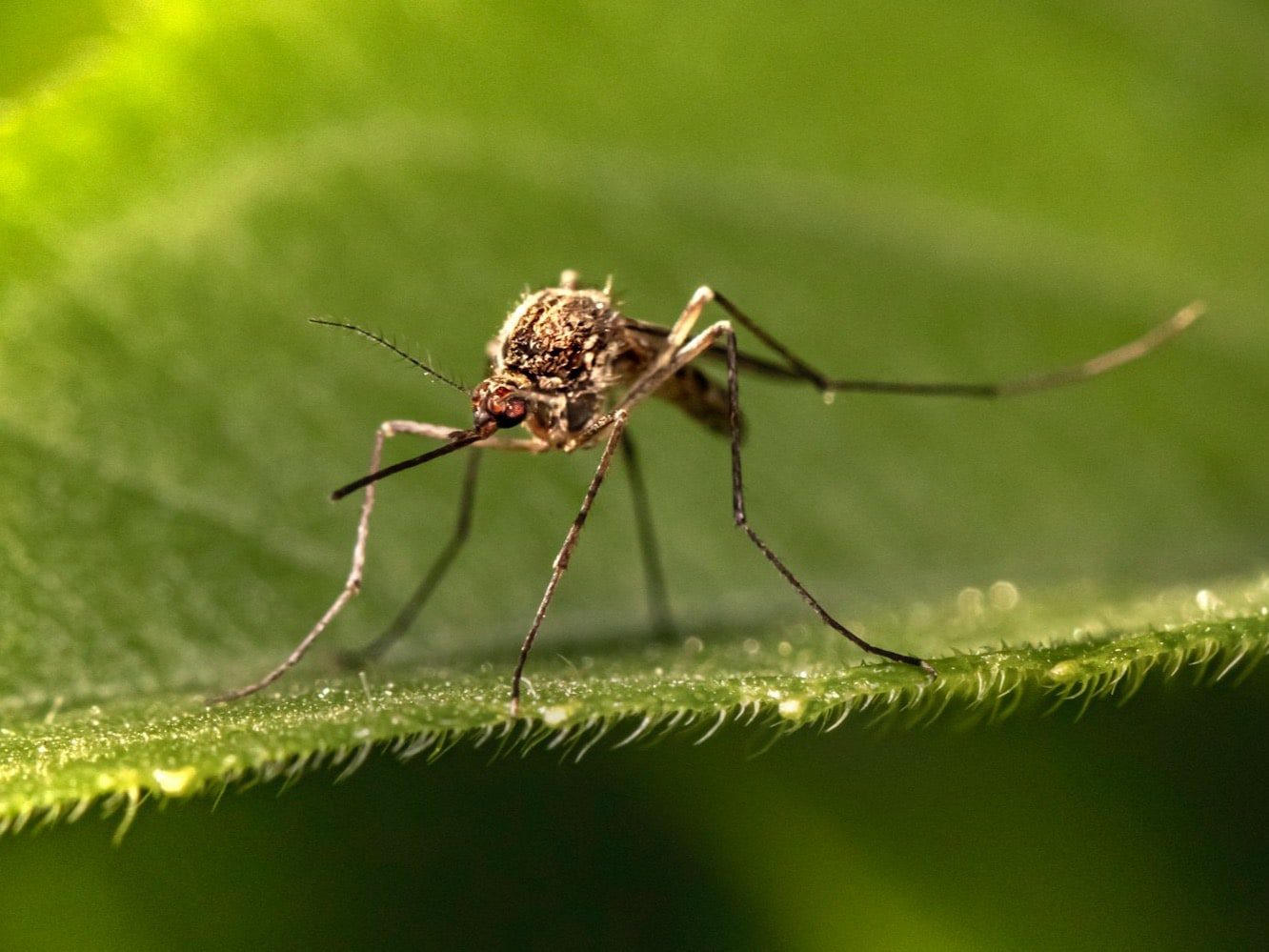 Karnataka Declares Dengue An Epidemic, To Fine House, Shop Owners