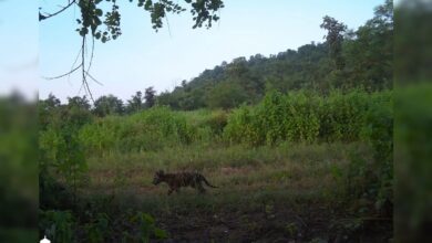 Translocated Tigress Gives Birth To 2 Cubs At Madhav National Park