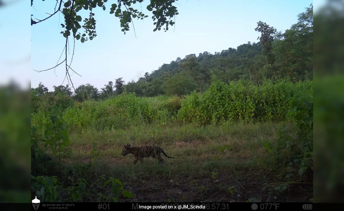 Translocated Tigress Gives Birth To 2 Cubs At Madhav National Park