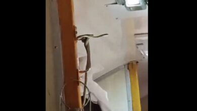 Video: Snake In A Train Going To Mumbai, Passengers Run From Their Seats