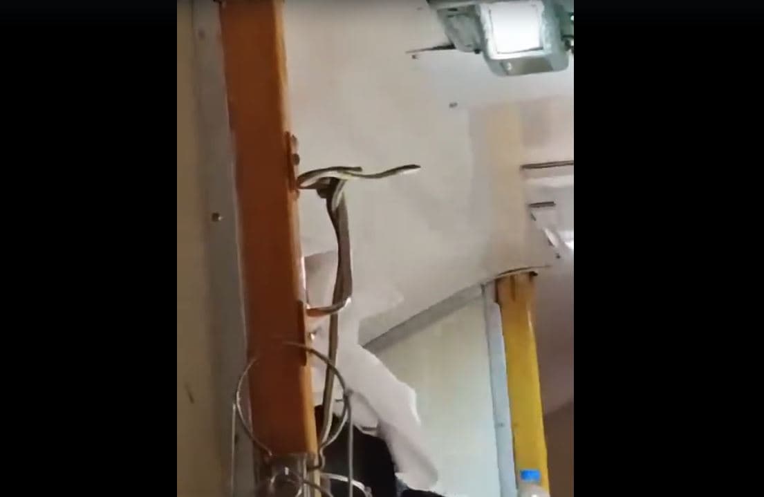 Video: Snake In A Train Going To Mumbai, Passengers Run From Their Seats