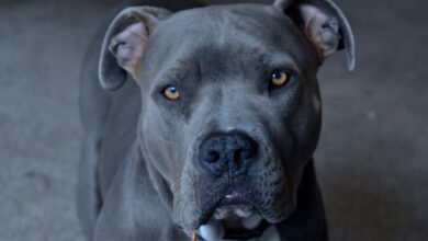 Neighbours Assault Disabled Man, Set Their Pet Pitbull On Him In Up: Cops