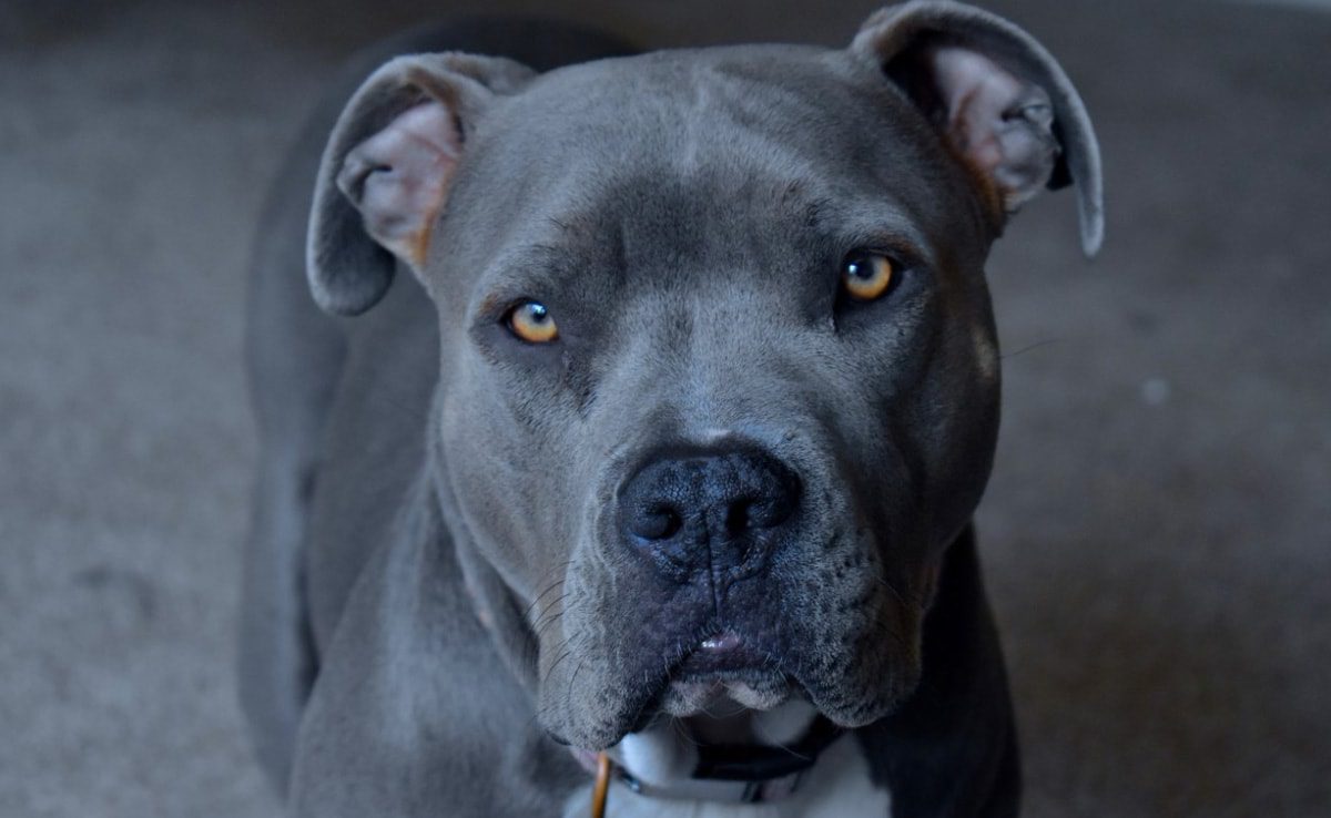 Neighbours Assault Disabled Man, Set Their Pet Pitbull On Him In Up: Cops