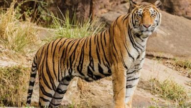 Man Mauled To Death By Tiger In Up, 2nd Such Incident Within A Fortnight