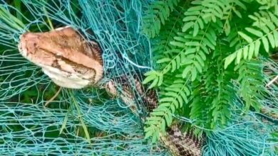 Video: Dramatic Rescue Of 10 Foot Python Stuck In Net
