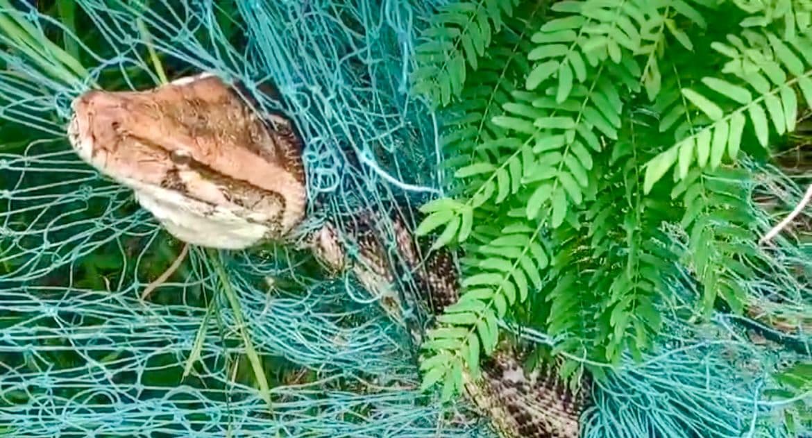 Video: Dramatic Rescue Of 10 Foot Python Stuck In Net