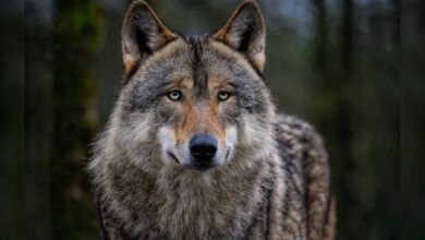 "have Set 10 Days Target To Catch Them": Up Minister On Wolf Attacks