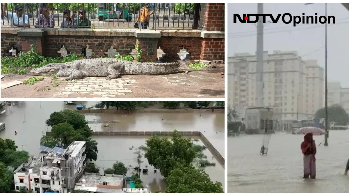 Opinion: Crocodiles, Road Cave Ins: Gujarat Infra Is Facing A Monsoon Test