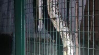 Giant Python Gets Into Power House In Lucknow, Causes Outage