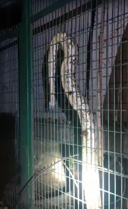 Giant Python Gets Into Power House In Lucknow, Causes Outage