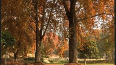 Now, Locate The Tallest Chinar Tree In Kashmir Using Qr Code