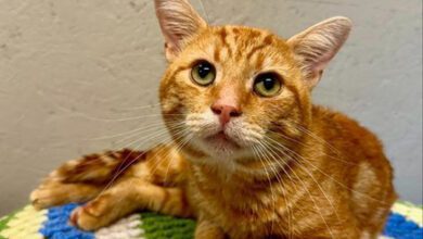 Cat Loses Leg After Being Found With Buckshot Wound In Rural Ontario