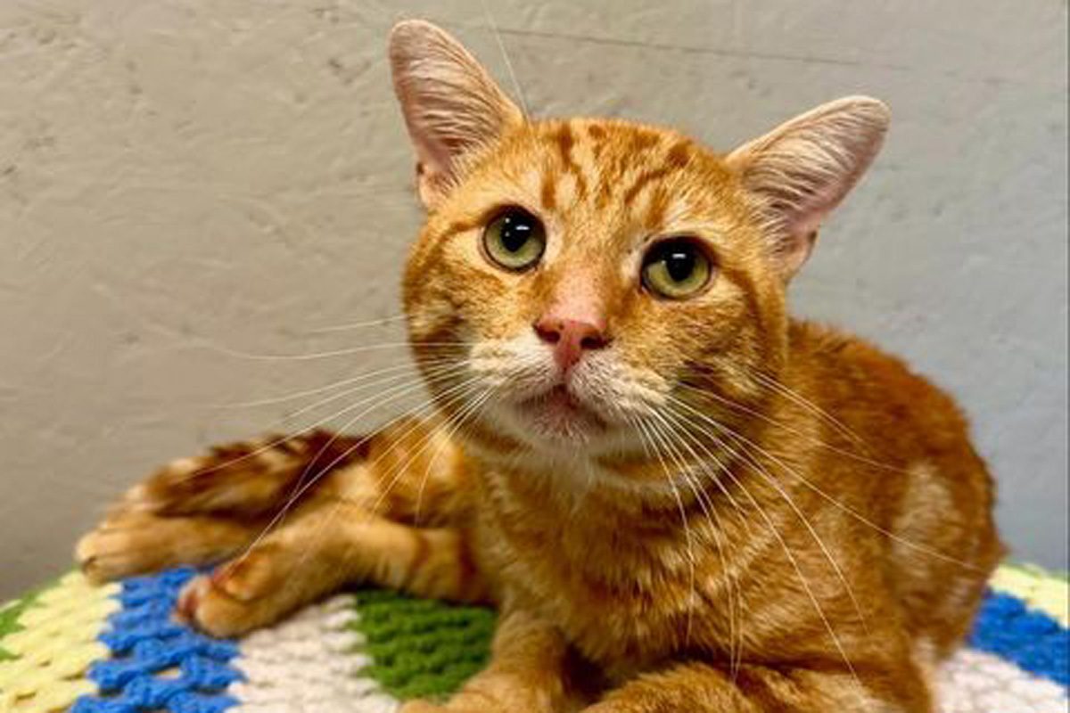 Cat Loses Leg After Being Found With Buckshot Wound In Rural Ontario