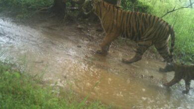 Caught On Camera: Tigress Spotted With 3 Cubs In Ranthambore National Park