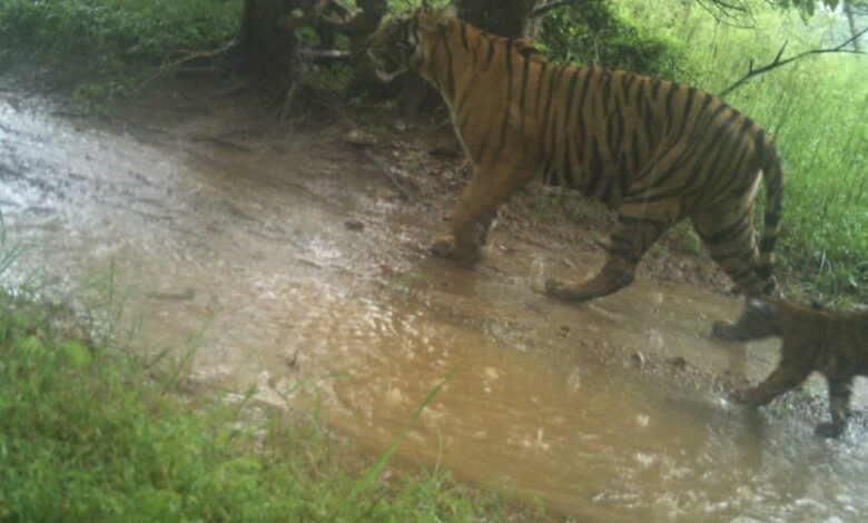 Caught On Camera: Tigress Spotted With 3 Cubs In Ranthambore National Park