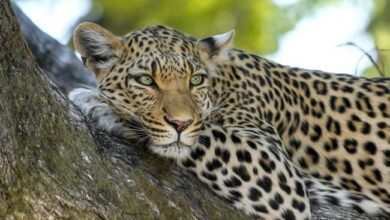 7 Year Old Boy Mauled To Death By Leopard In Maharashtra