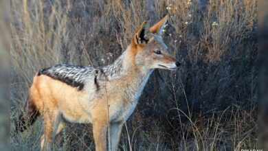 Villagers Kill Jackal After It Kills More Than A Dozen People In Up