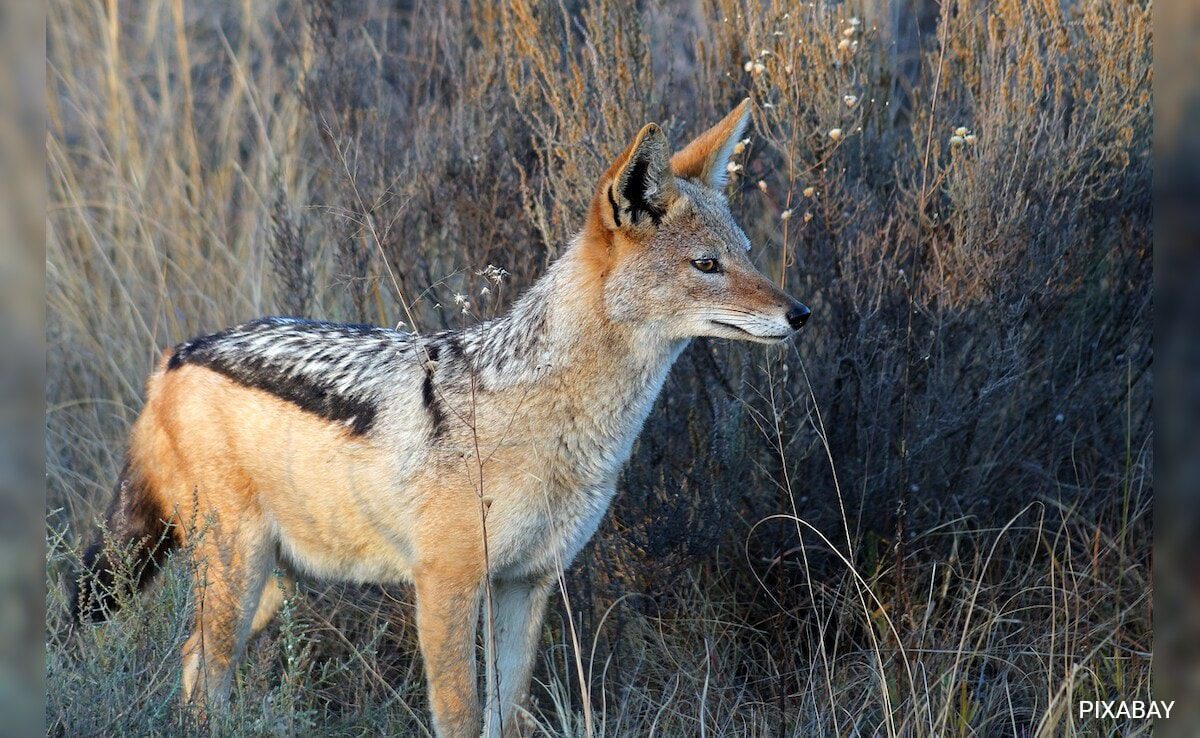 Villagers Kill Jackal After It Kills More Than A Dozen People In Up