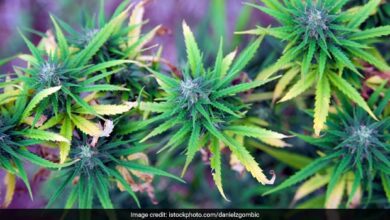 Himachal Assembly Adopts Resolution For Legal Cannabis Cultivation In State