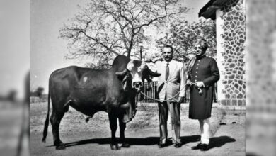 How India's 'krishna' Bull Revolutionised Brazil's Dairy Industry