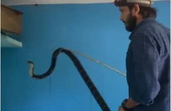 Watch: Panic Grips Family After Man Finds 9 Foot King Cobra In House