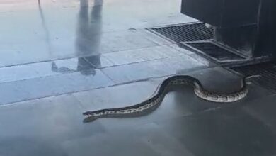 Video: 6 Foot Long Snake On Platform Causes Panic At Rishikesh Station
