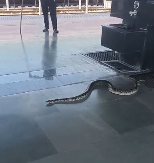 Video: 6 Foot Long Snake On Platform Causes Panic At Rishikesh Station