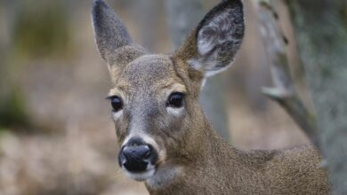 After Years Of Legal Battles, Montreal Suburb Kills 64 Deer In Park