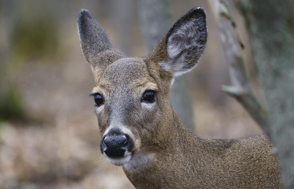 After Years Of Legal Battles, Montreal Suburb Kills 64 Deer In Park