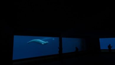 Another Beluga Dies At Marineland. Ontario Saying Little On 4 Year Probe Into Park