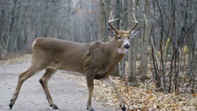 Montreal Area City Gets Permit To Go Ahead With Deer Cull In Local Park