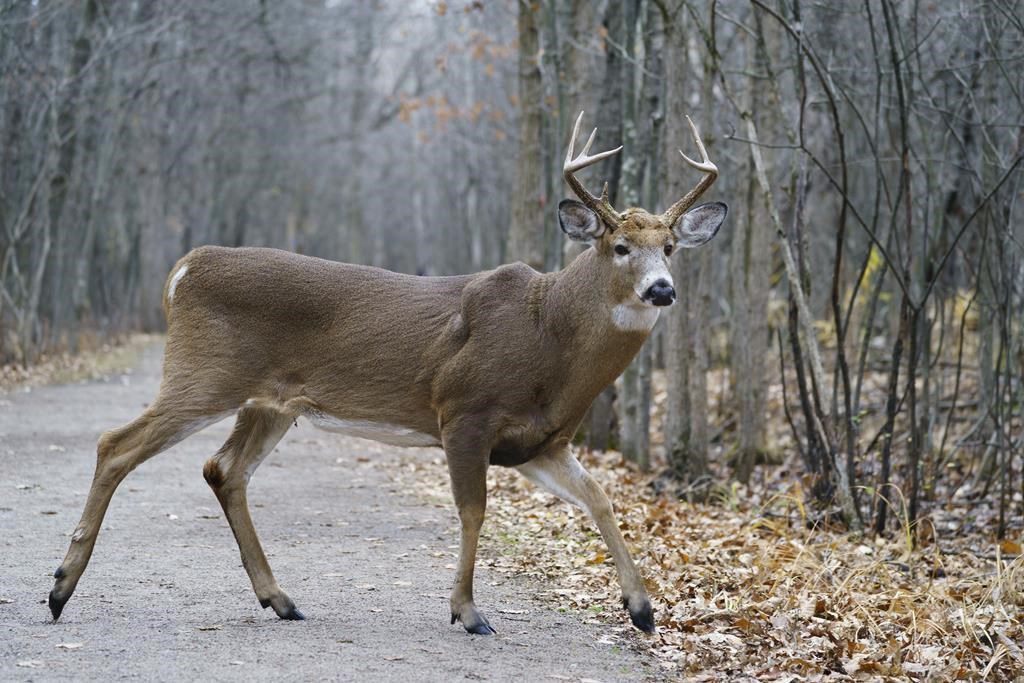 Montreal Area City Gets Permit To Go Ahead With Deer Cull In Local Park