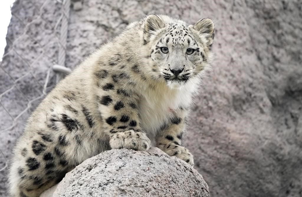 Torontonians Get First Chance To Meet Snow Leopard Cubs Zoya And Minu This Weekend