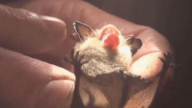 Ontario Child Dies From Rabies After Bat Found In Room, Official Says