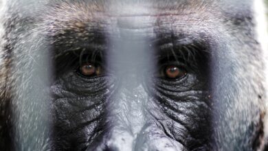 ‘iconic’ 52 Year Old Gorilla At Toronto Zoo Showing ‘concerning Health Symptoms’