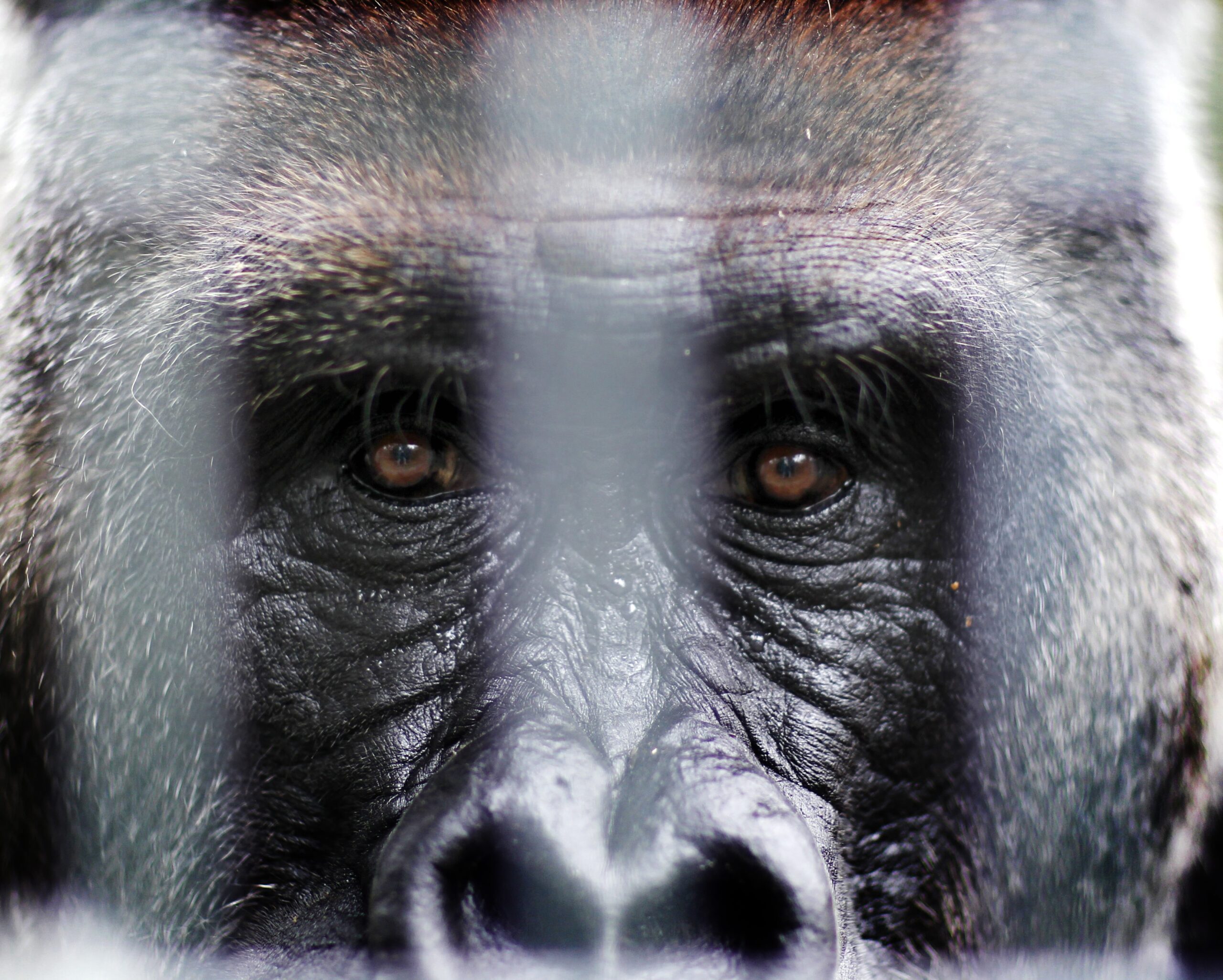 ‘iconic’ 52 Year Old Gorilla At Toronto Zoo Showing ‘concerning Health Symptoms’