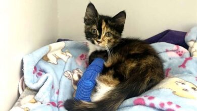 Tiny Kitten Found On Fort St. John Roadside With Severe Leg Wound