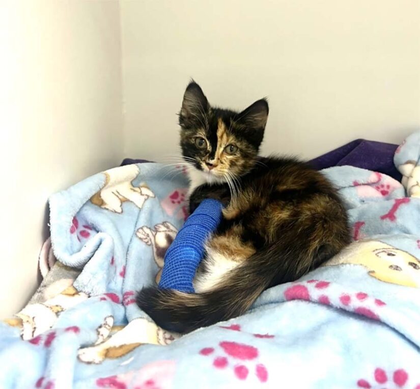 Tiny Kitten Found On Fort St. John Roadside With Severe Leg Wound