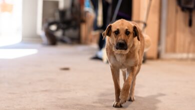 ‘it Was His Birthday’: Two Dogs Fatally Shot Outside Sask. Farm