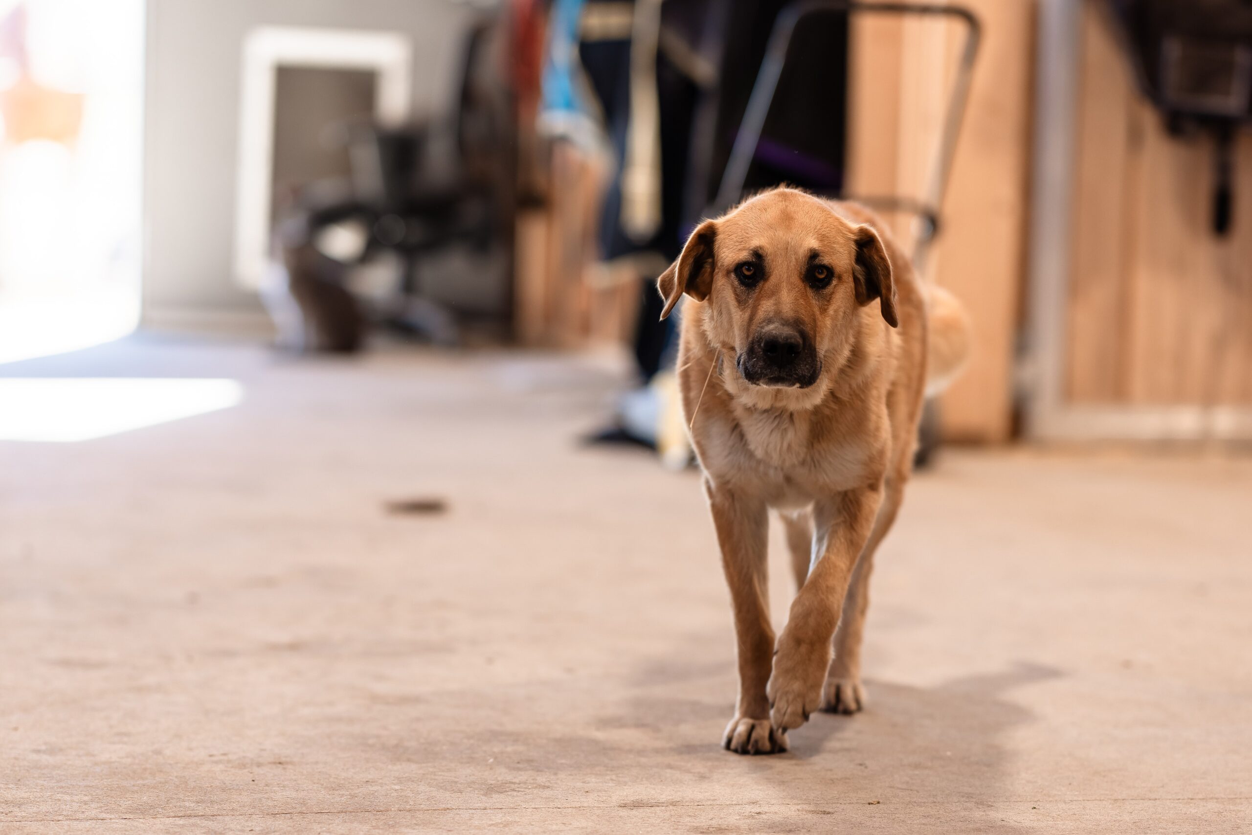 ‘it Was His Birthday’: Two Dogs Fatally Shot Outside Sask. Farm