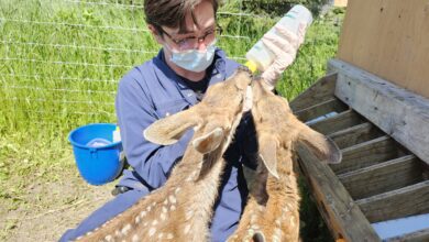 Orphaned Young Deer Returned To The Wild In Alberta