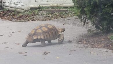 Excavator, The 14 Year Old Missing Richmond Tortoise, Found Safe