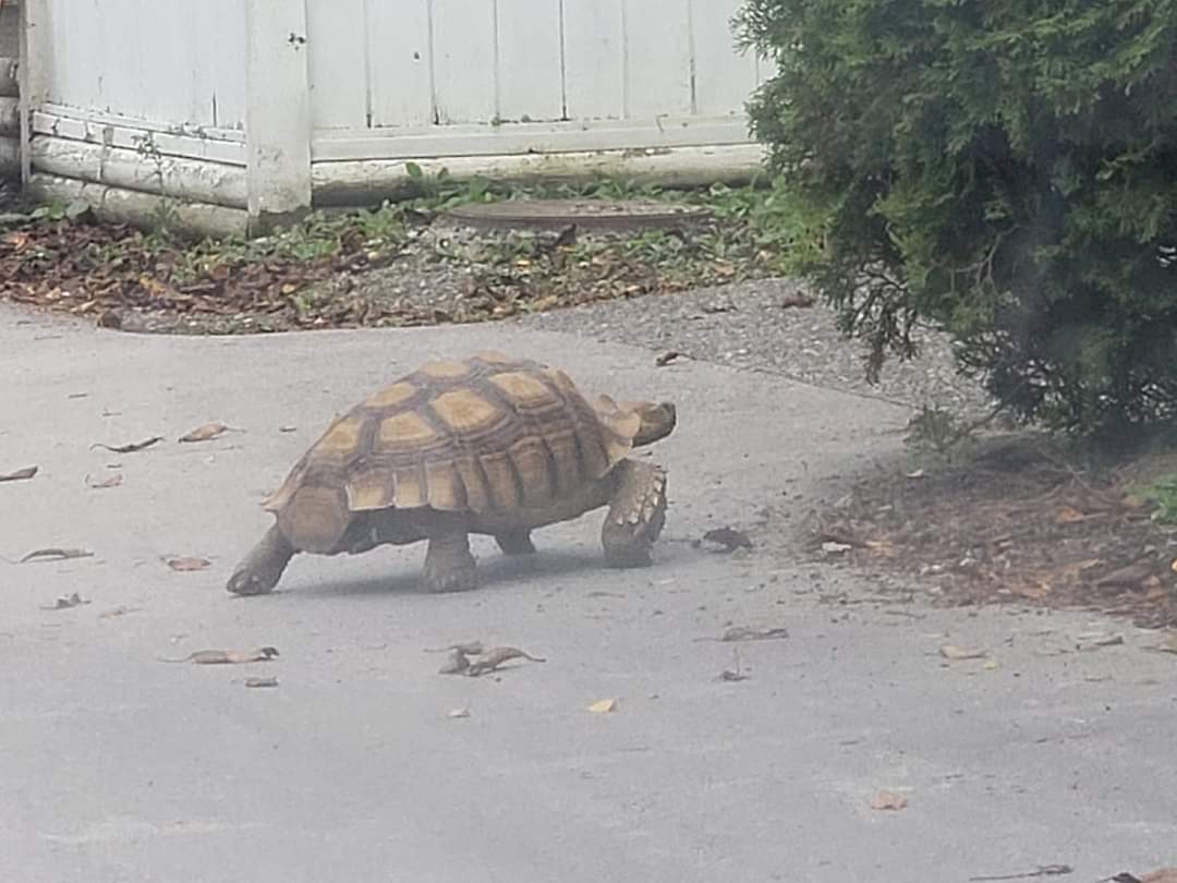 Excavator, The 14 Year Old Missing Richmond Tortoise, Found Safe