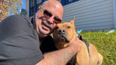 N.s. Man With Ptsd Denied Entry To Rink Over Documentation For Service Dog