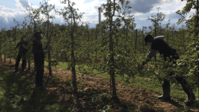 ‘they’re Filling Strollers’: Inflation Leading To Theft At Ontario Apple Farms