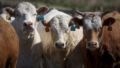 Pandemic Preparedness Bill C 293 Controversy In Alberta’s Agriculture Sector