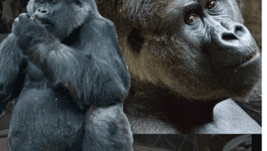 ‘deeply Missed’: 52 Year Old Gorilla At Toronto Zoo Dies From Natural Causes